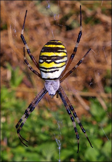 Argiope bruennichi 1