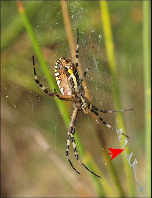 Argiope bruennichi 10