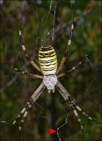 Argiope bruennichi 2