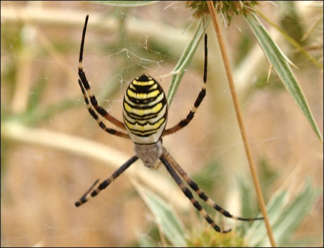 Argiope bruennichi 3