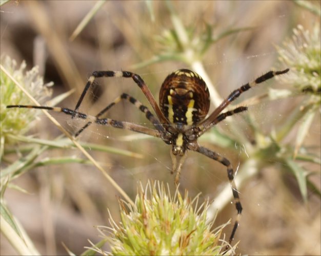 Argiope bruennichi 4