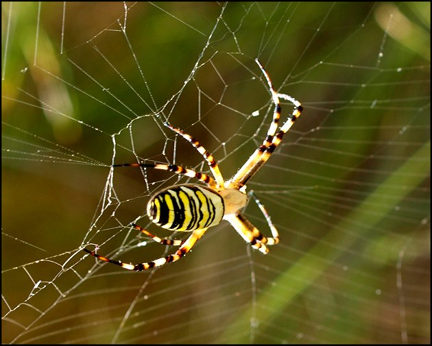 Argiope bruennichi 5