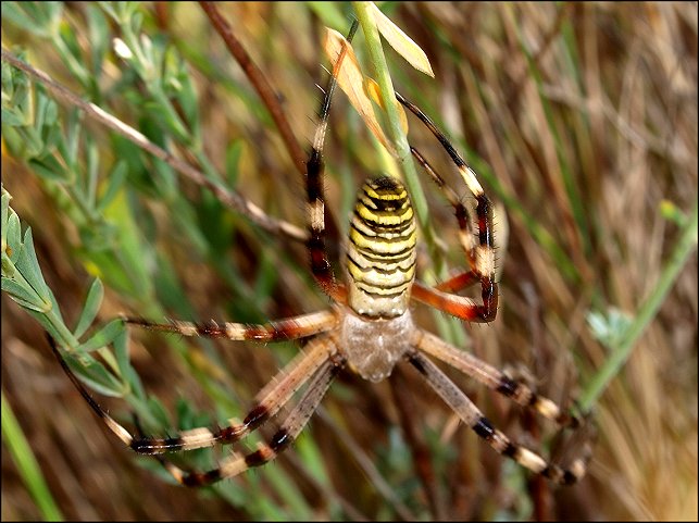 Argiope bruennichi 6