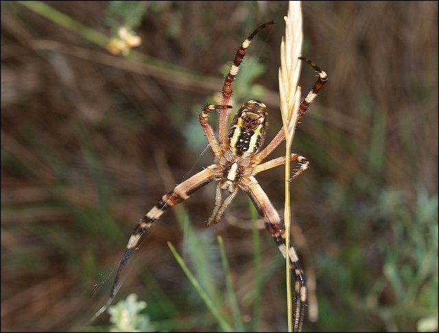 Argiope bruennichi 7