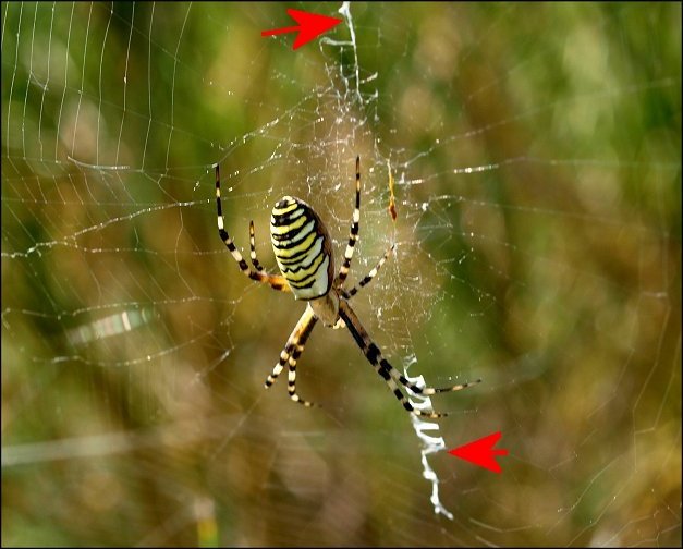 Argiope bruennichi 8