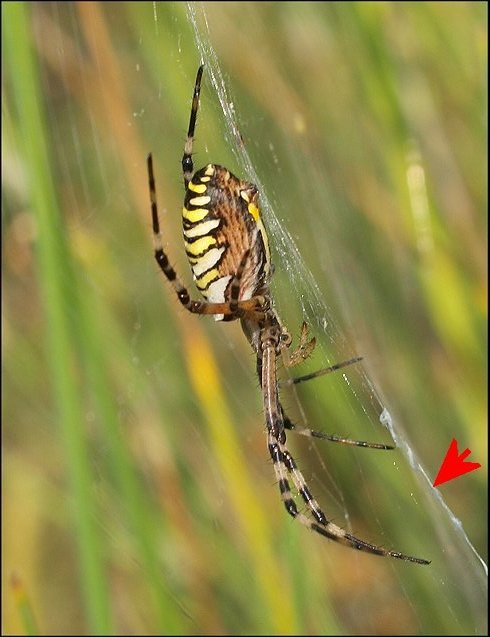 Argiope bruennichi 9