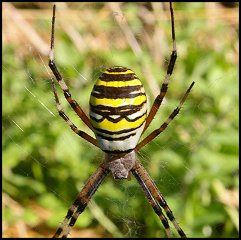 Argiope fascie