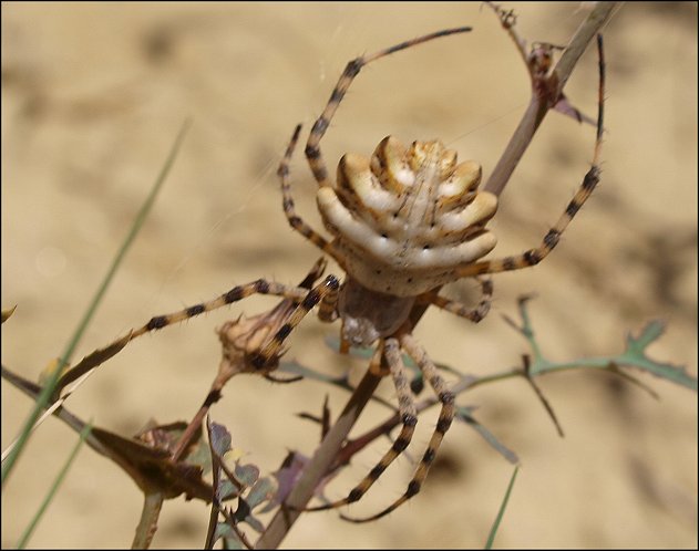 Argiope lobata 1