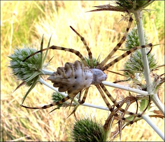 Argiope lobata 10