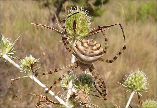 Argiope lobata 11