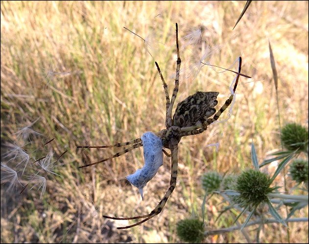 Argiope lobata 13