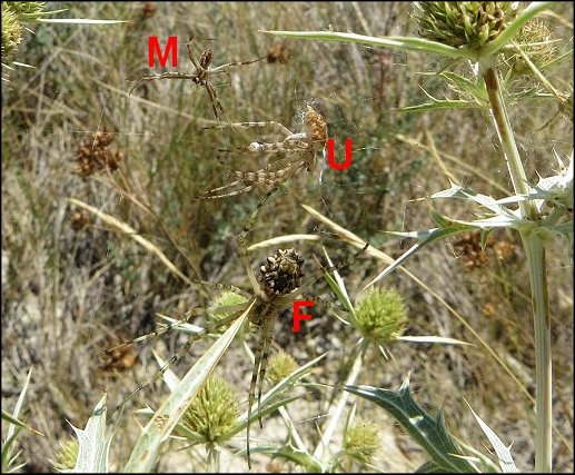 Argiope lobata 14