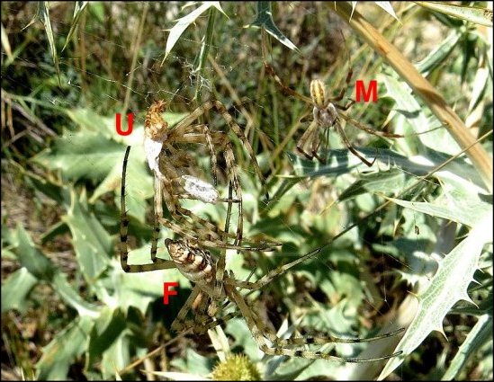 Argiope lobata 15