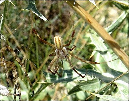 Argiope lobata 16