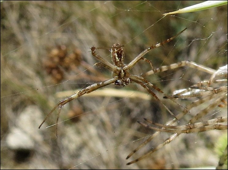 Argiope lobata 17