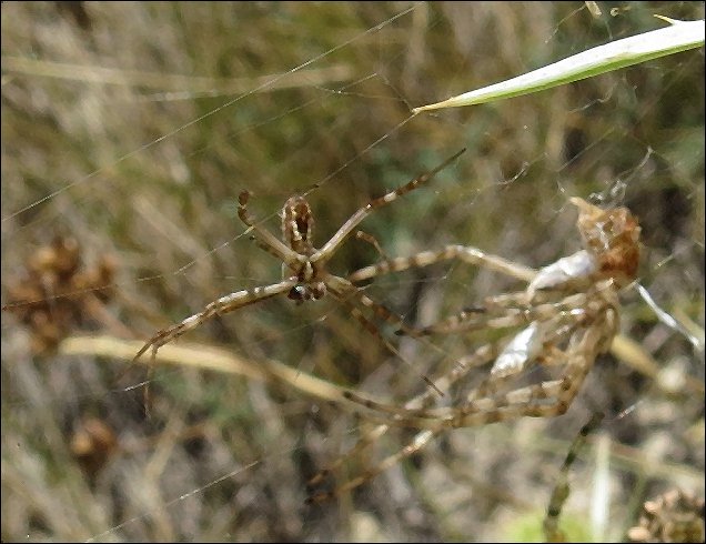 Argiope lobata 18