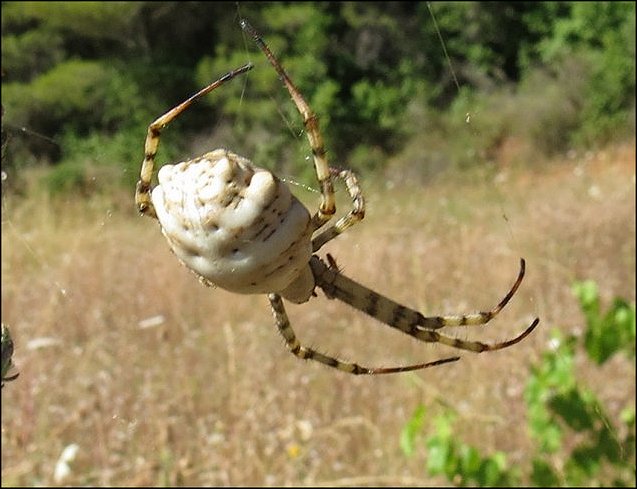 Argiope lobata 19