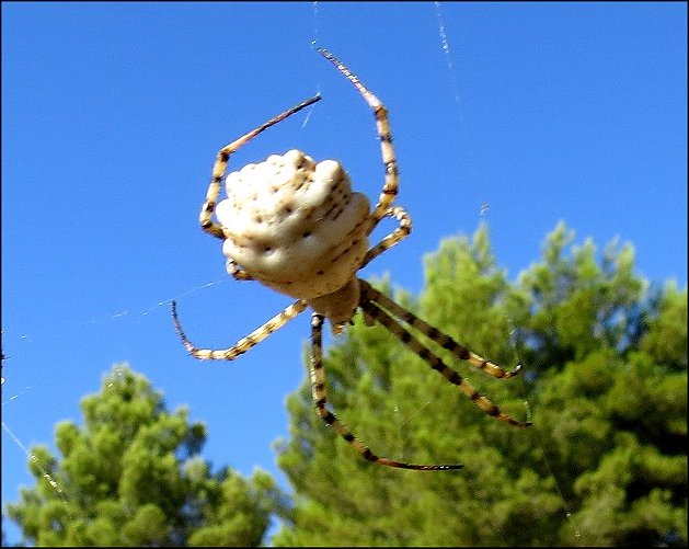 Argiope lobata 20