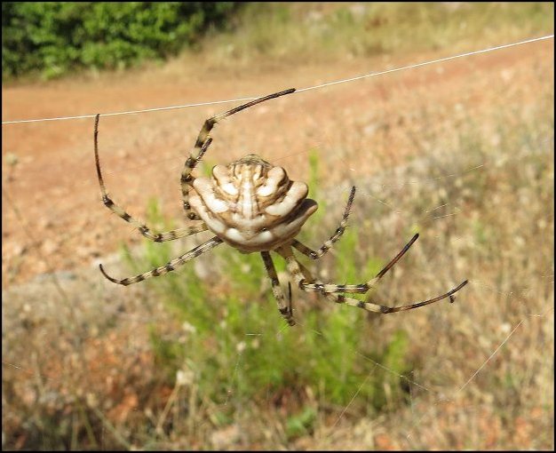 Argiope lobata 21