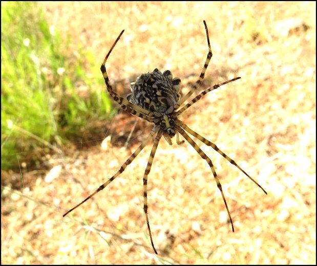 Argiope lobata 22