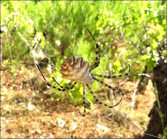Argiope lobata 23
