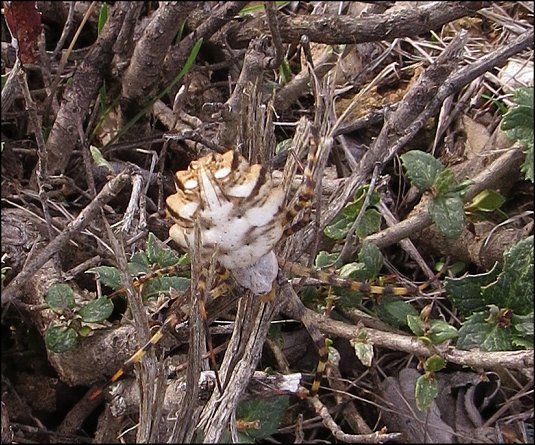 Argiope lobata 24