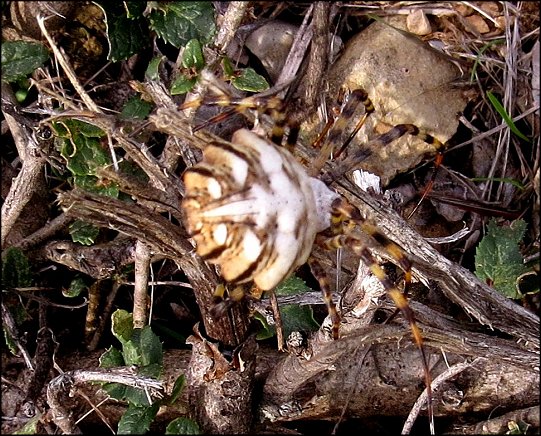 Argiope lobata 26