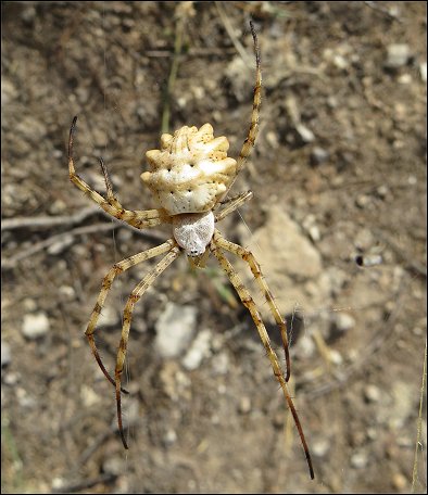 Argiope lobata 27