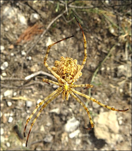 Argiope lobata 28