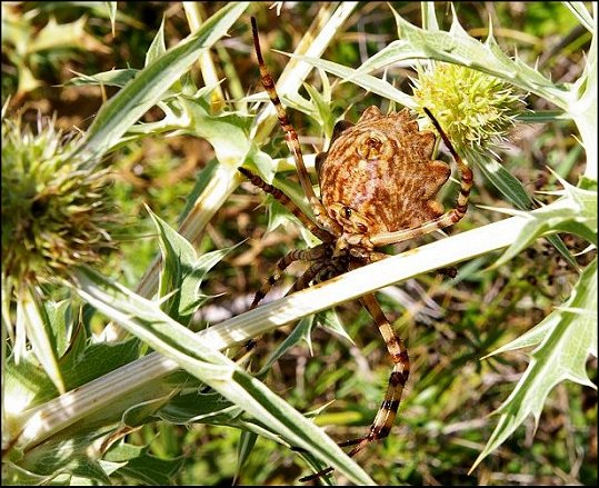 Argiope lobata 29