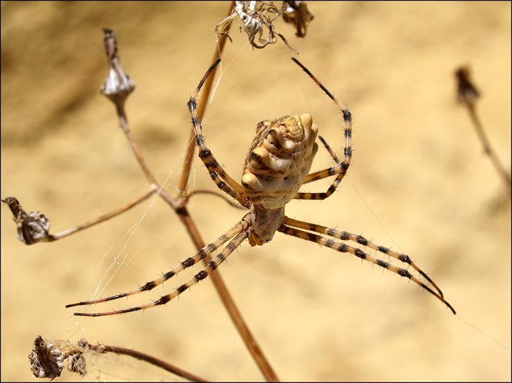 Argiope lobata 3