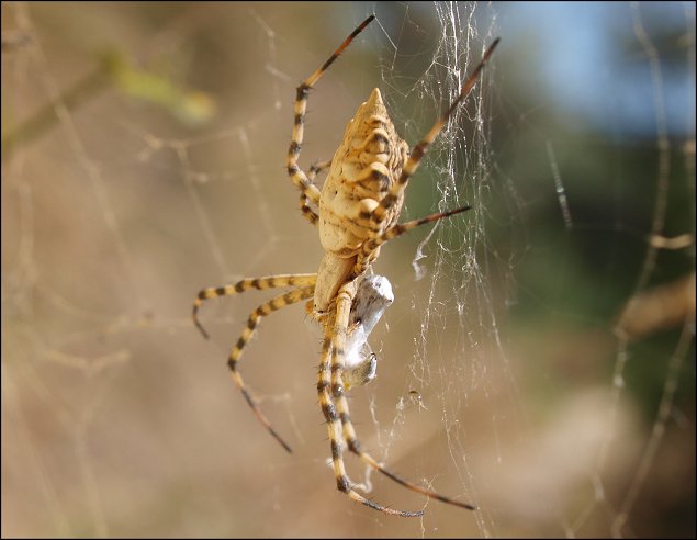Argiope lobata 4
