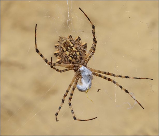 Argiope lobata 5