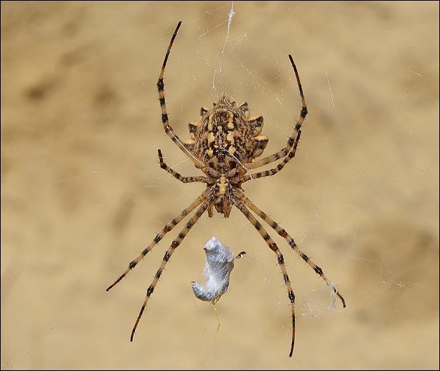 Argiope lobata 6