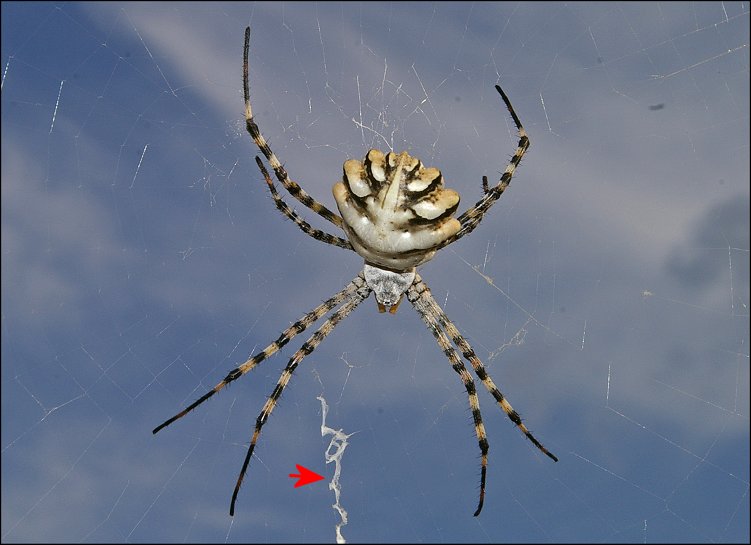 Argiope lobata 7