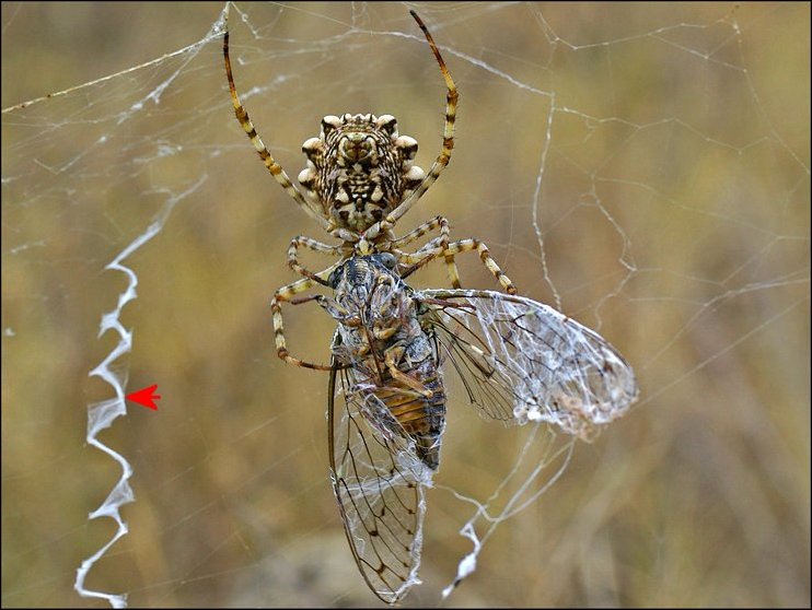 Argiope lobata 8