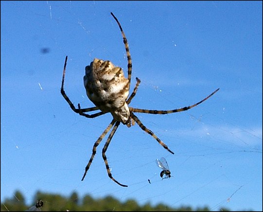Argiope lobata 9