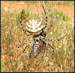 Argiope lobe,cigale