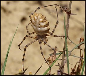 Argiope lobe