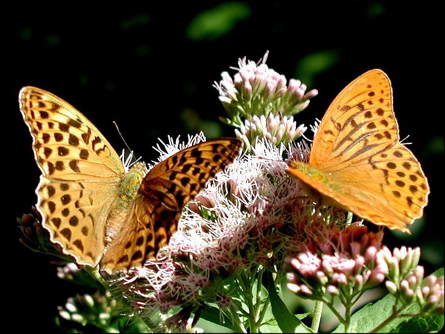 Argynnis paphia 1
