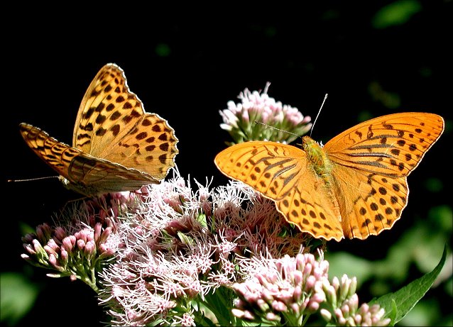Argynnis paphia 2