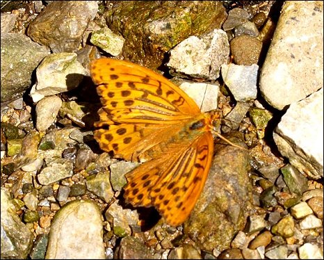 Argynnis paphia 3