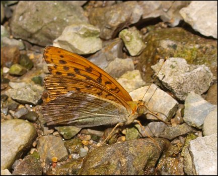 Argynnis paphia 4
