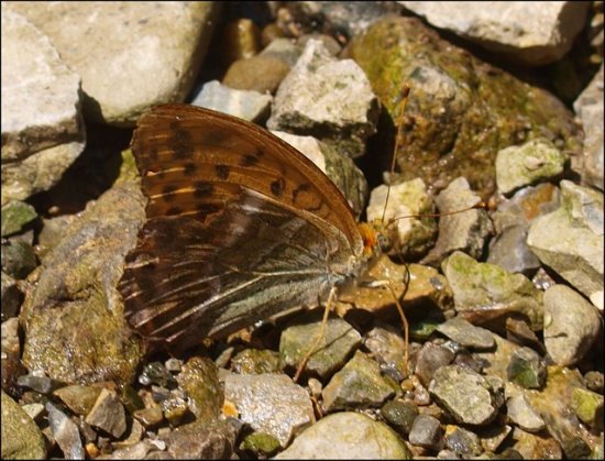 Argynnis paphia 5