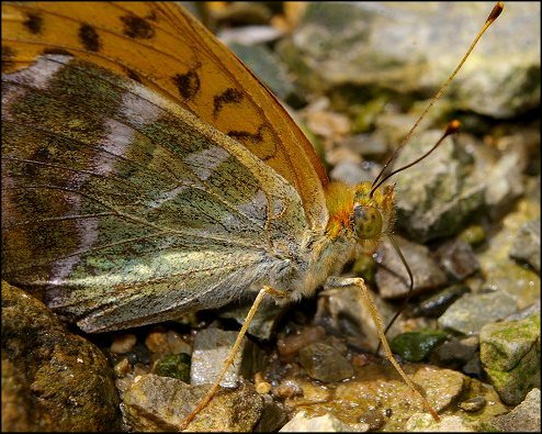 Argynnis paphia 6