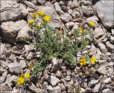 Argyrolobium zanonii 1