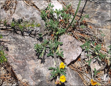 Argyrolobium zanonii 2