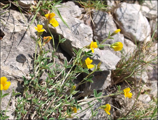 Argyrolobium zanonii 4