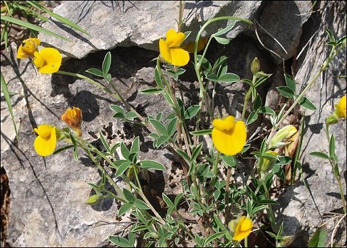 Argyrolobium zanonii 5