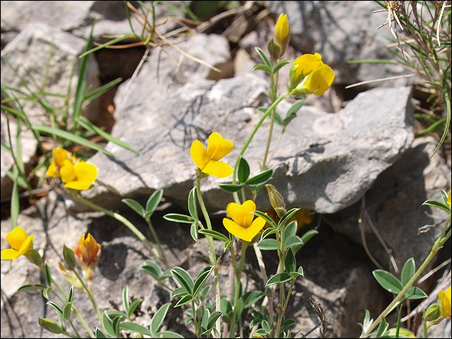 Argyrolobium zanonii 6